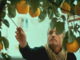 Un fotograma de <em>El sol del membrillo</em>