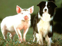 Babe, el cerdito valiente 