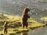 El oso