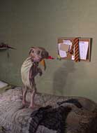 El elfo Dobby